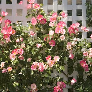 white trellis with pink flowers